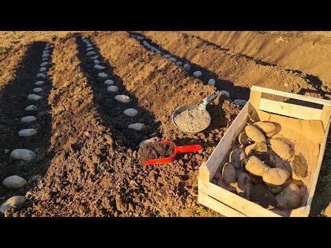 Видео: Добавьте его при посадке картофеля! Защищает от болезней и увеличивает урожайность!