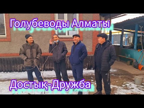 Видео: Голубеводы Алматы Дружба. В гостях у Рашид ака и Марат аға. После выставки заехали в гости. #голуби