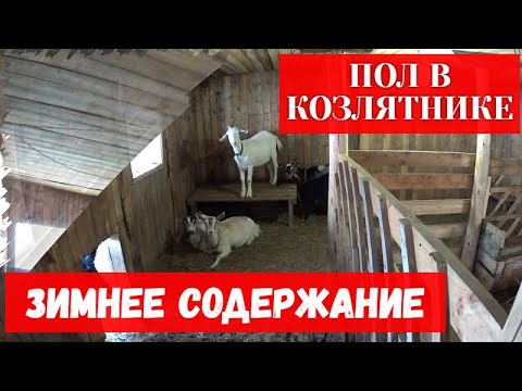 Видео: Пол в козлятнике и содержание коз зимой