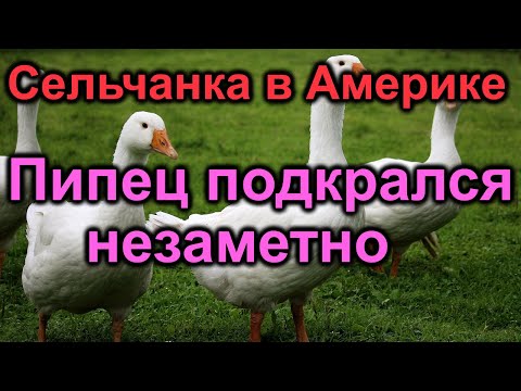Видео: Сельчанка в Америке. Пипец подкрался незаметно