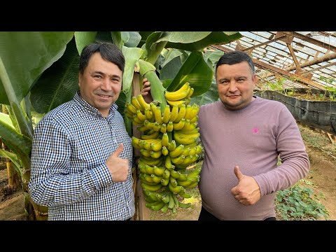 Видео: БАНАН БИЗНЕСИ - САВОЛЛАРГА ЖАВОБЛАР