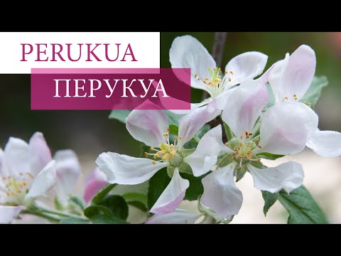 Видео: Перукуа (Perukua). Фрагмент шоу «Время женщины». Санкт-Петербург, июнь 2021 г.