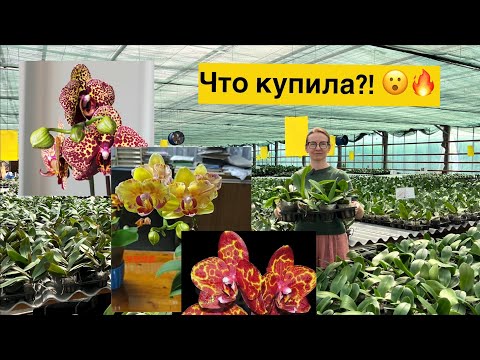 Видео: «Байкальские цветы» - 16 орхидей приехали домой!!!🔥🌸☺️