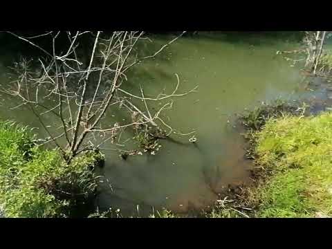 Видео: Охота с рогаткой (в 1ый жаркий день)