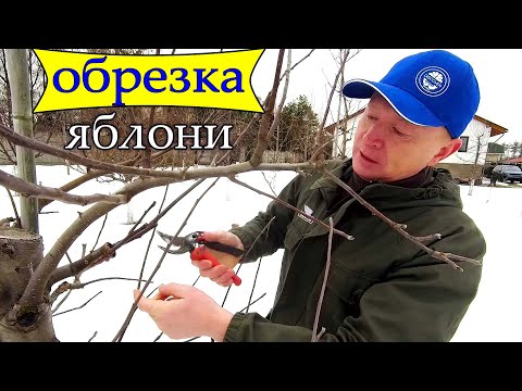Видео: 🔴🔴Лучшая Обрезка Яблони Веретеном. Обрезка Яблони Весной.