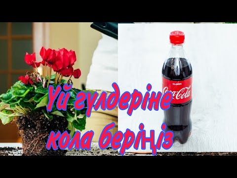 Видео: Коланың гүлдерге пайдасы. Коладан гүлдерге тыңайтқыш. Гүлдер әлемі. Үй гүлдері