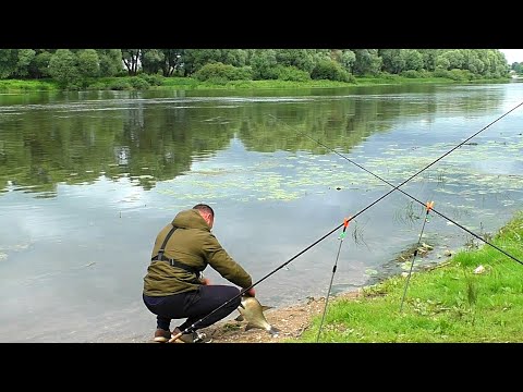 Видео: И такой КЛЁВ бывает! Рыбалка на ОКЕ! Рыбалка на донки(фидер).