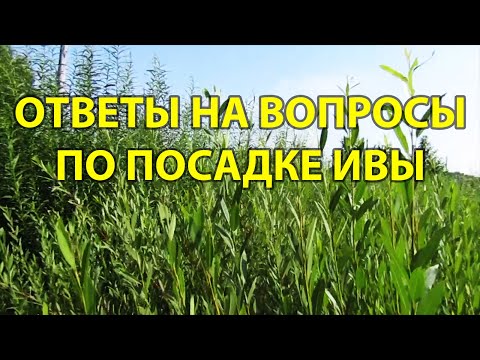 Видео: Переопыление ивы на плантации. Ответы на вопросы