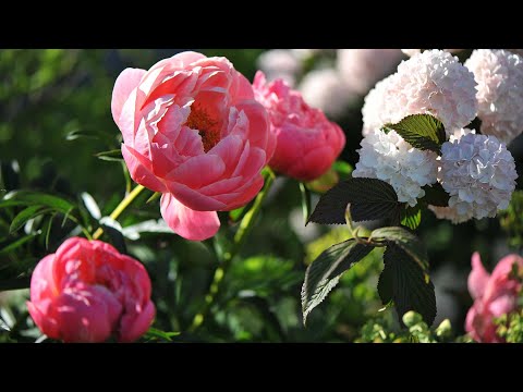 Видео: Зацвели пионы: мой сад в середине мая