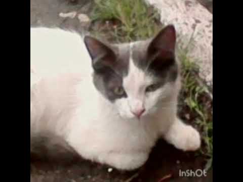 Видео: У кота кровь в моче,что делать?