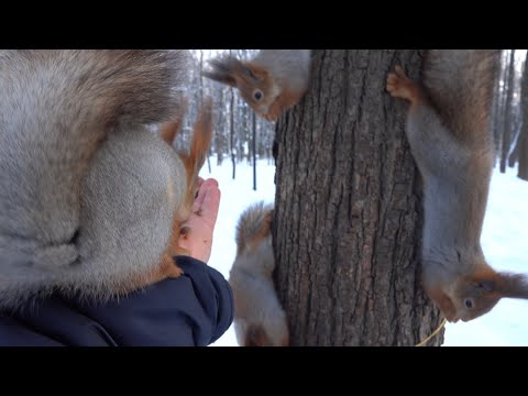 Видео: Нашествие голодных белок / The invasion of hungry squirrels