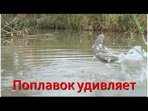 Видео: Поплавок в октябре🍁Рыбалка удивила!!!