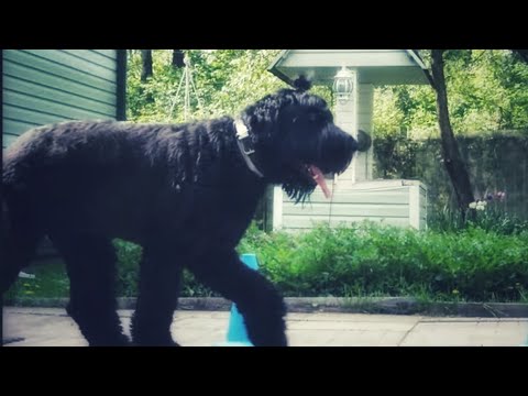 Видео: ДТ - 773. Зачетный русский чёрный терьер