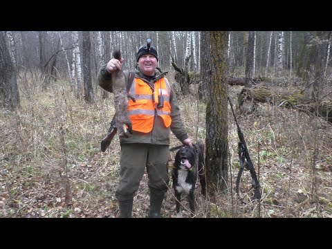 Видео: Охота с лайками. Собаки отлично начали сезон, дали жару. Лоси, кабан,куница. Hunting with huskies!!!