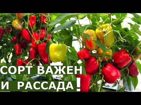 Видео: Легко вырастить ранний и обильный урожай перца?