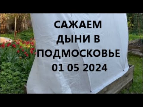 Видео: САЖАЕМ ДЫНИ В ПОДМОСКОВЬЕ
