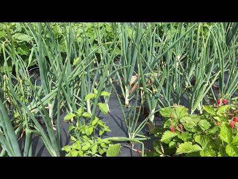 Видео: #Огород на Плёнке!✌️😊Без прополки!👍Без полива!👍 Без травы!✌️Забудьте про лопату!😊#Вильнюс-Литва#