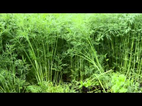 Видео: Заготовка укропа на зиму