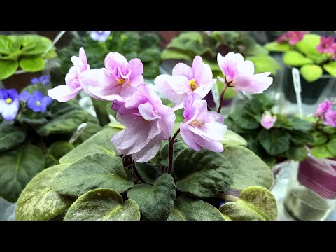 Видео: ВЫ ТОЛЬКО ПОСМОТРИТЕ ЧТО У МЕНЯ СЕЙЧАС ЦВЕТЁТ! КРАСИВЕЙШИЕ СОРТА МОЕЙ КОЛЛЕКЦИИ
