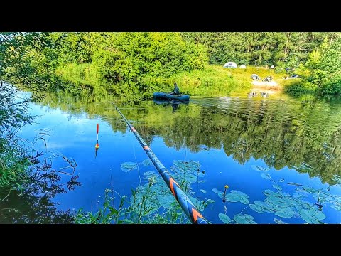 Видео: ХОРОШАЯ РЫБА ПРИТАИЛАСЬ В КУВШИНКАХ!РЫБАЛКА НА ПОПЛАВОК У ДОМА В ЗАТИШКЕ!
