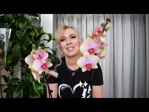 Видео: ДОВОЛЬНАЯ МОСЬКА! НОВЫЕ ОРХИДЕИ КУПИЛИ. Пополнила коллекцию.