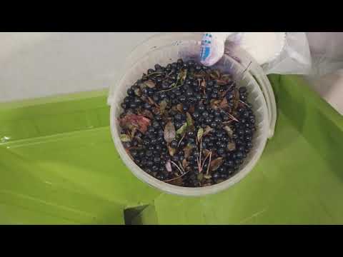 Видео: Веялка Брус-500 для очистки ягод. Машина для сортировки и очистки ягод. Очистка черники.