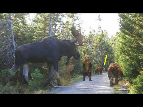 Видео: Гигантский мощный Лось. Эпичные битвы Лося, и его тяжкая жизнь.