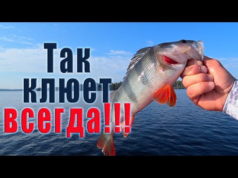 Видео: НА ЧТО ЛОВИТЬ ЕСЛИ НЕ КЛЮЁТ?! ТЕСТ СПИННИНГА ОТ CF Arion ASRE832LS!