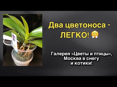 Видео: Массовый выброс цветоносов и в гостях у антикваров! ❤️‍🔥🌸