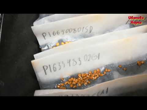 Видео: Проращивание семян. Итоги барботирования без компрессора.