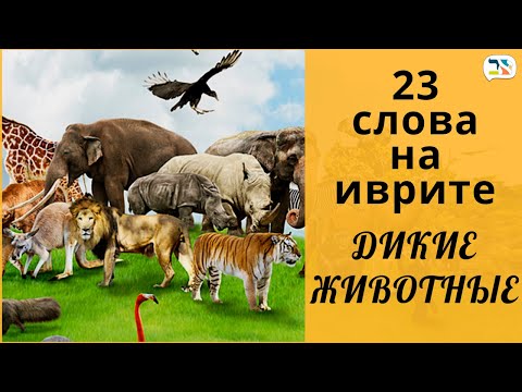 Видео: 23 слова на иврите | ДИКИЕ ЖИВОТНЫЕ иврит: КРОКОДИЛ, РЫБА, ЛЕВ на иврите | Изучение иврита