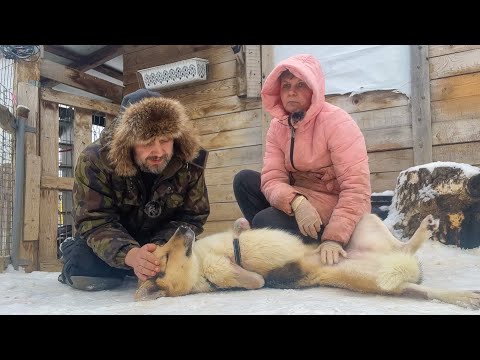 Видео: Попала в КАПКАН?! 100 000 рублей на протез одной лапы вместо усыпления