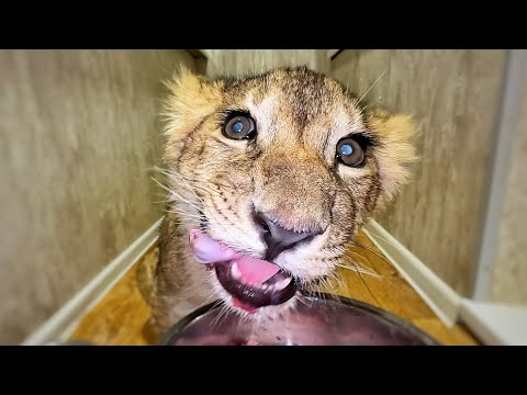 Видео: Львёнок - инвалид не может кушать как все! Страшные кадры, от которых был ХОЛОД ПО ТЕЛУ…
