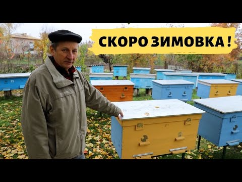 Видео: Состояние семей пчел перед зимовкой