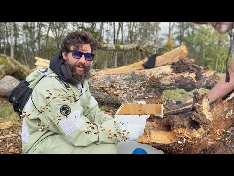 Видео: У меня большая проблема с пчелами