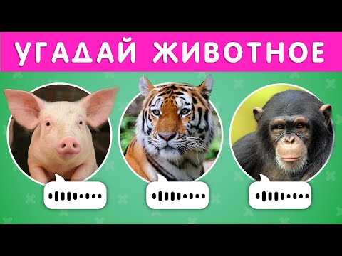 Видео: УГАДАЙ ЖИВОТНОЕ ПО ЗВУКУ 🐷🐱🐺