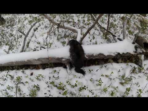 Видео: День четвёртый. Добыть первый соболь 15.10.25 г. 
