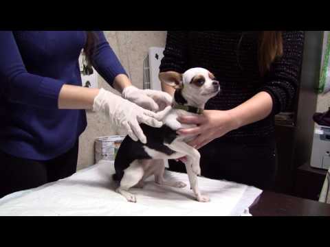 Видео: Как чипировать собаку самому - инструкция
