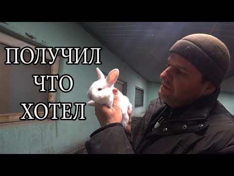 Видео: СКОЛЬКО ВЕСИТ КРОЛИК В 5 МЕСЯЦЕВ.