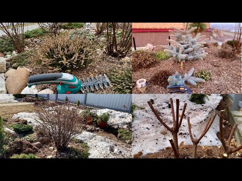 Видео: Вереск/ обрезка после зимы/ формирую кусты Барбарисов/ ель Глаука Глобоза на штамбе/режу Гортензии✂️