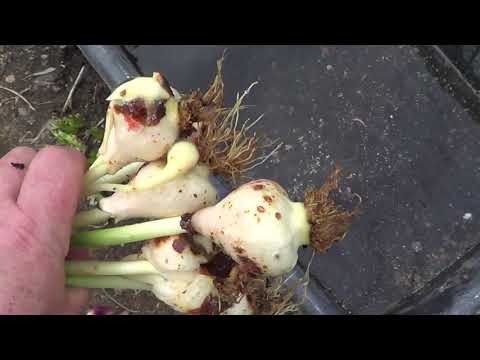 Видео: Выгонка тюльпанов. "Некачественная луковица" Мифы и реальность.