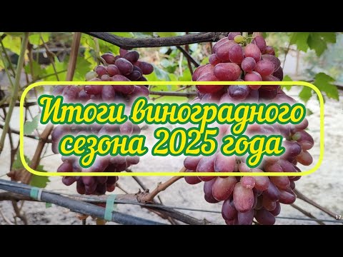 Видео: Итоги виноградного сезона 2025 года