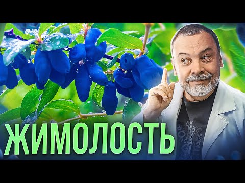 Видео: ЖИМОЛОСТЬ Ягода здоровья и вечной молодости. / в чем польза жимолости / Противопоказания /