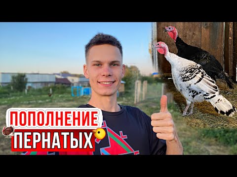 Видео: На Ферме 👨‍🌾 - как в СКАЗКЕ: Купили НОВЫХ ПТИЦ 🦃 Павлины, Куры | Кроличьи новости 🐰