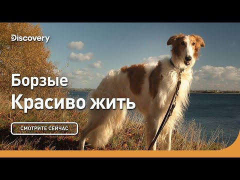 Видео: Борзые | Красиво жить | Discovery