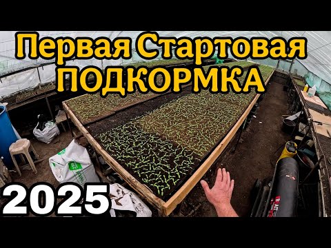 Видео: Первая стартовая подкормка томатов: секреты успешного роста!