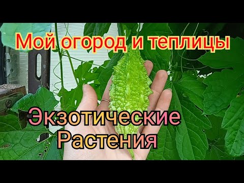 Видео: Экзотические фрукты в открытом грунте. И не только. Теплица