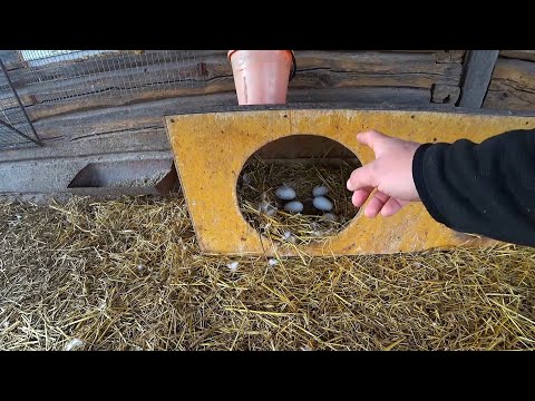 Видео: Занеслись гуси,сбор и хранение яиц