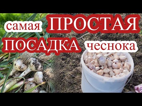 Видео: ПРОСТО - БЕРУ И САЖАЮ и ничем чеснок перед посадкой не травлю!