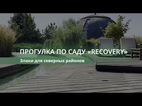 Видео: Прогулка по саду  "Recovery". Злаки для северных регионов.  #злаки #ландшафтныйпроект
